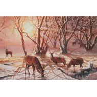 Red Deer Sunrise  